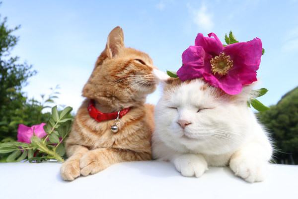 cat